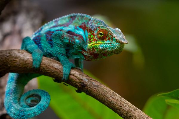Cameleon