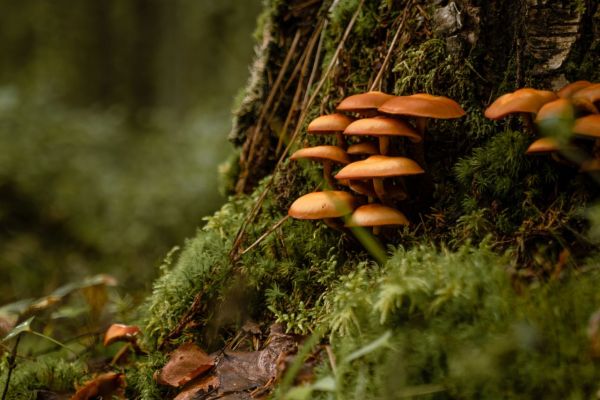 egor-vikhrev-vCUl_Sm9_sE-unsplash