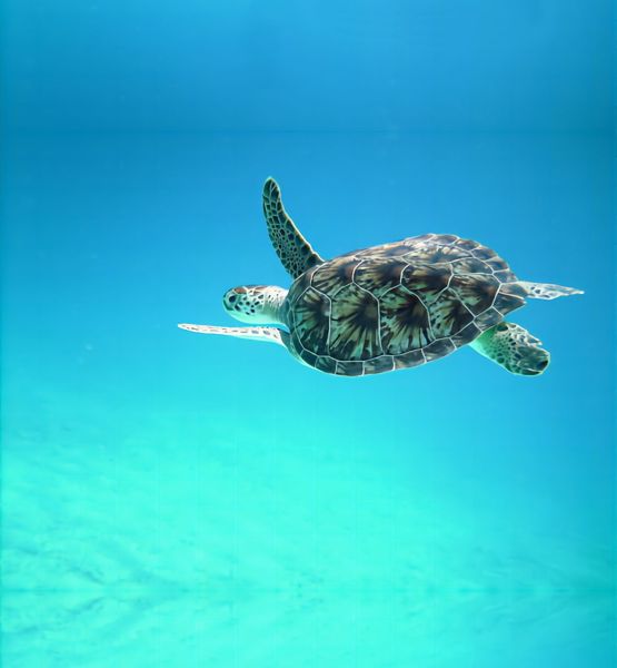 Blog Article 4 (EN) illustration